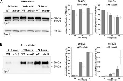 Mfsd8 Modulates Growth and the Early Stages of Multicellular Development in Dictyostelium discoideum